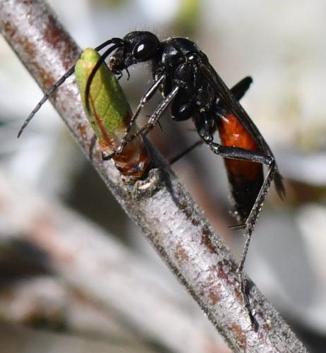 Priocnemis fallax